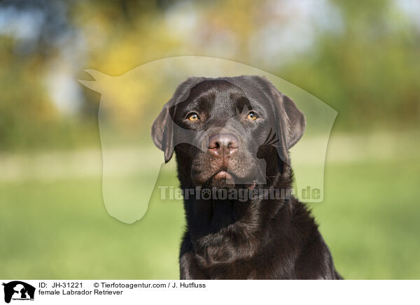 Labrador Retriever Hndin / female Labrador Retriever / JH-31221