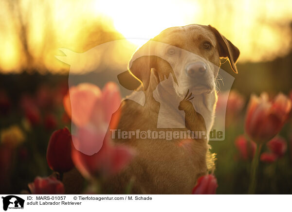 ausgewachsener Labrador Retriever / adult Labrador Retriever / MARS-01057