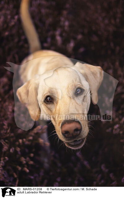 ausgewachsener Labrador Retriever / adult Labrador Retriever / MARS-01208