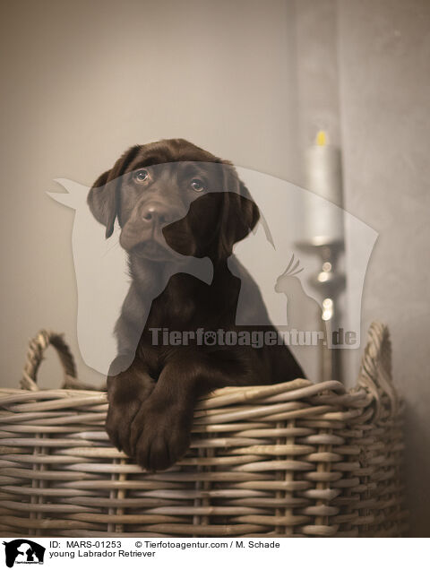 junger Labrador Retriever / young Labrador Retriever / MARS-01253