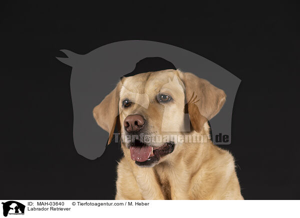 Labrador Retriever / Labrador Retriever / MAH-03640