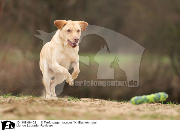 blonder Labrador Retriever / blonde Labrador Retriever / KB-08452