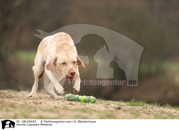 blonder Labrador Retriever / blonde Labrador Retriever / KB-08454