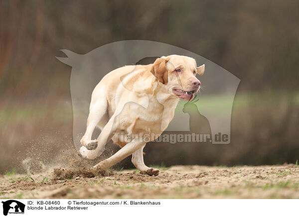 blonder Labrador Retriever / blonde Labrador Retriever / KB-08460