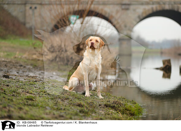 blonder Labrador Retriever / blonde Labrador Retriever / KB-08485