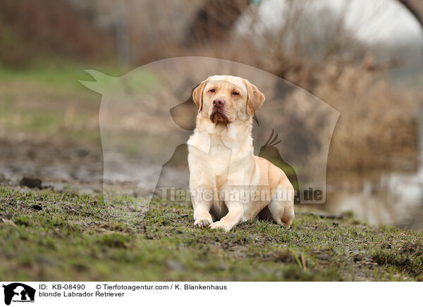 blonder Labrador Retriever / blonde Labrador Retriever / KB-08490