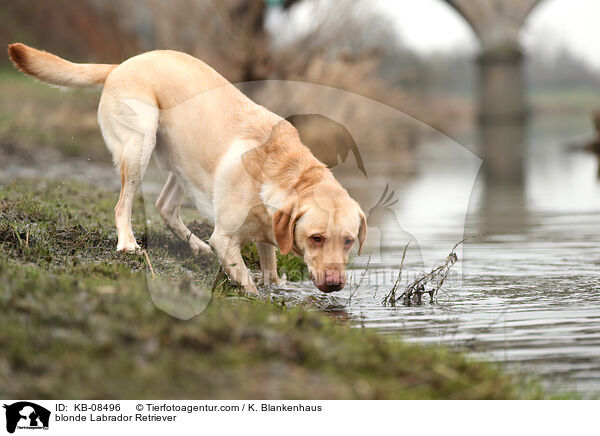 blonder Labrador Retriever / blonde Labrador Retriever / KB-08496