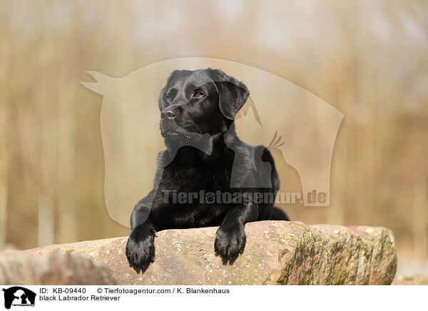 schwarzer Labrador Retriever / black Labrador Retriever / KB-09440