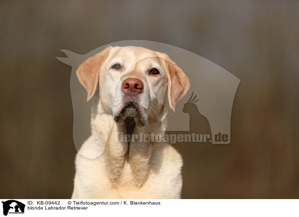 blonder Labrador Retriever / blonde Labrador Retriever / KB-09442