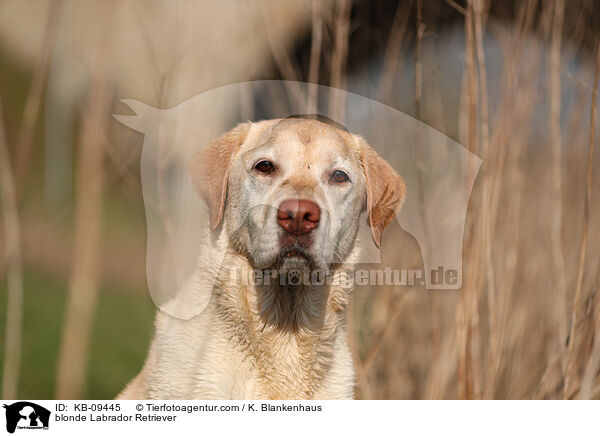 blonder Labrador Retriever / blonde Labrador Retriever / KB-09445