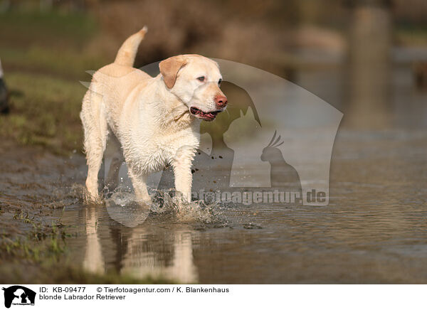 blonder Labrador Retriever / blonde Labrador Retriever / KB-09477