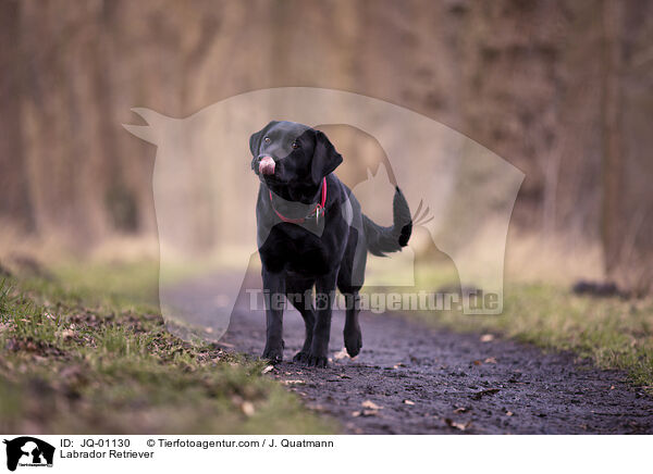 Labrador Retriever / Labrador Retriever / JQ-01130