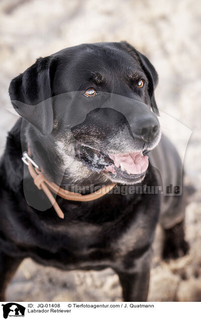 Labrador Retriever / Labrador Retriever / JQ-01408