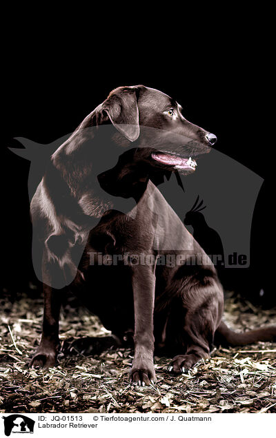 Labrador Retriever / Labrador Retriever / JQ-01513