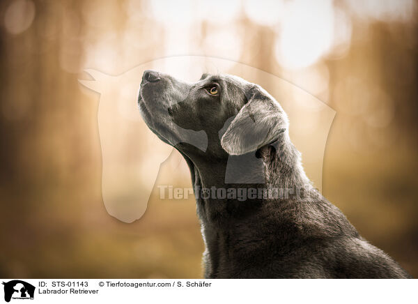 Labrador Retriever / Labrador Retriever / STS-01143