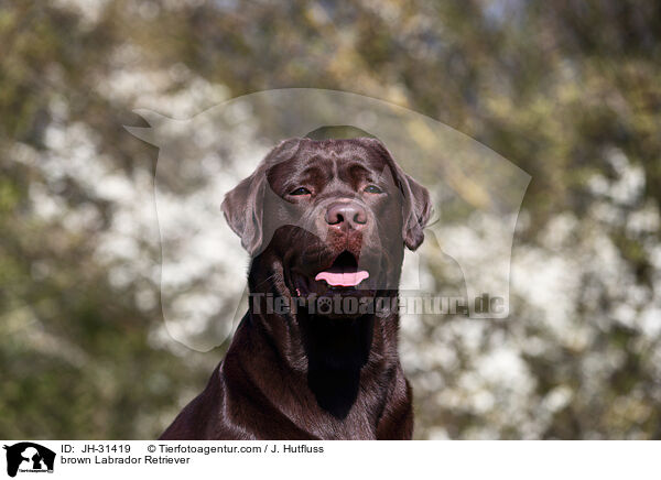 brown Labrador Retriever / JH-31419