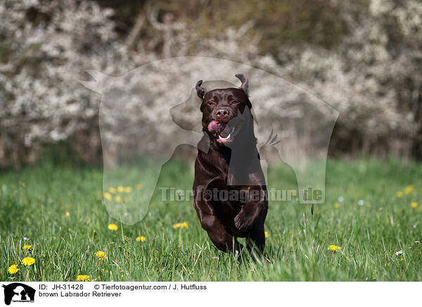 brown Labrador Retriever / JH-31428