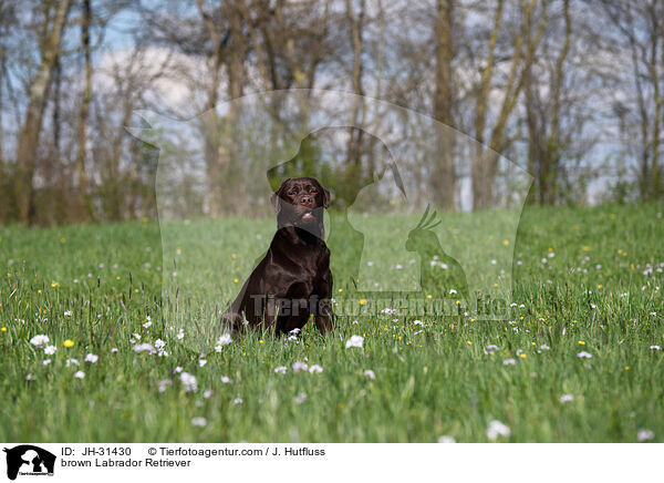 brown Labrador Retriever / JH-31430
