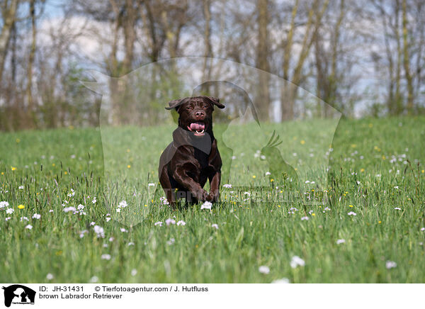 brauner Labrador Retriever / brown Labrador Retriever / JH-31431