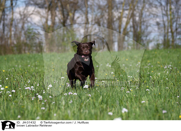 brauner Labrador Retriever / brown Labrador Retriever / JH-31432
