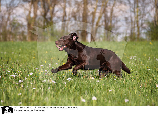 brown Labrador Retriever / JH-31441