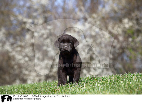 Labrador Retriever Welpe / Labrador Retriever puppy / JH-31488