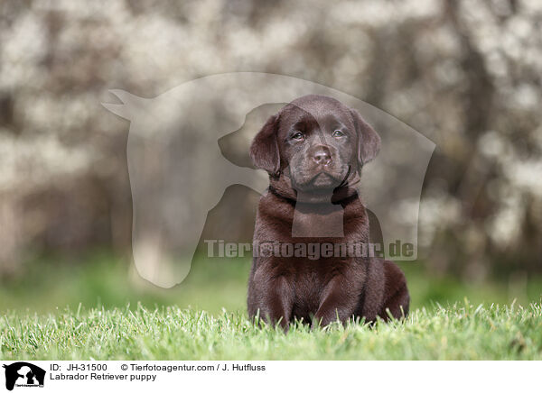 Labrador Retriever Welpe / Labrador Retriever puppy / JH-31500