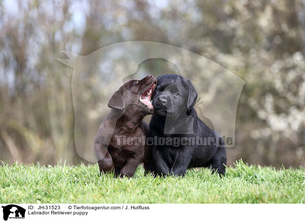 Labrador Retriever puppy / JH-31523