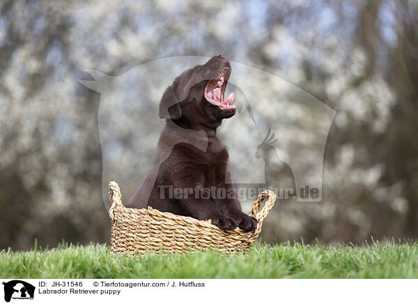 Labrador Retriever Welpe / Labrador Retriever puppy / JH-31546