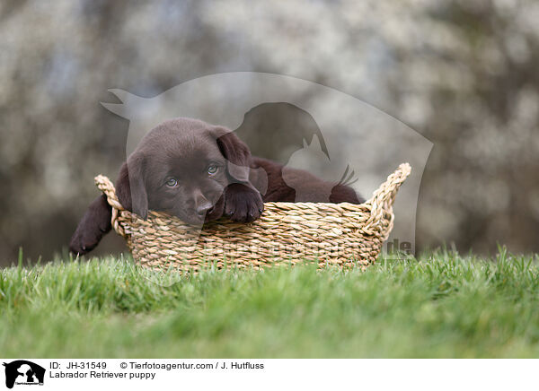 Labrador Retriever Welpe / Labrador Retriever puppy / JH-31549