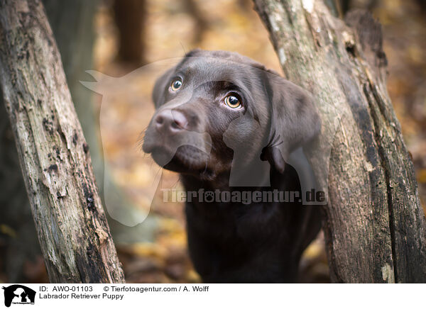 Labrador Retriever Welpe / Labrador Retriever Puppy / AWO-01103