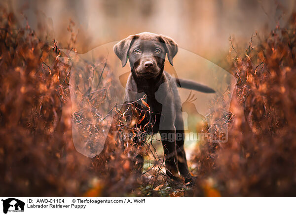 Labrador Retriever Welpe / Labrador Retriever Puppy / AWO-01104