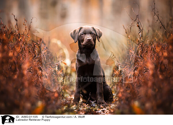 Labrador Retriever Welpe / Labrador Retriever Puppy / AWO-01105