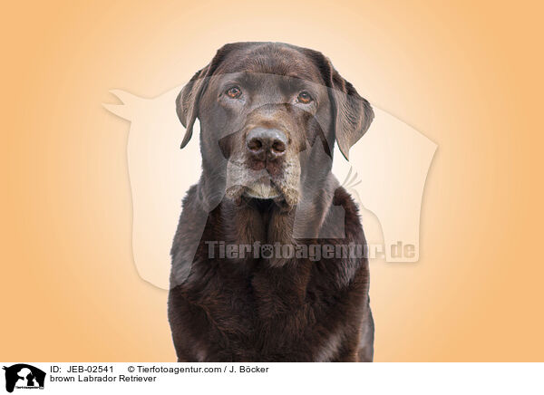 brauner Labrador Retriever / brown Labrador Retriever / JEB-02541