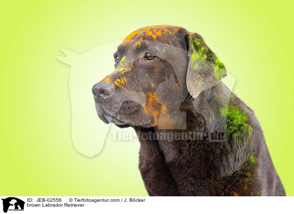 brauner Labrador Retriever / brown Labrador Retriever / JEB-02556