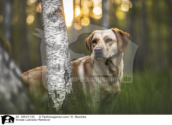 Labrador Retriever Hndin / female Labrador Retriever / KR-01130