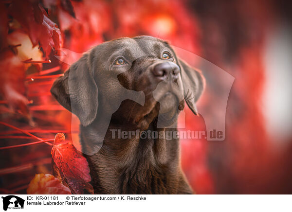 Labrador Retriever Hndin / female Labrador Retriever / KR-01181