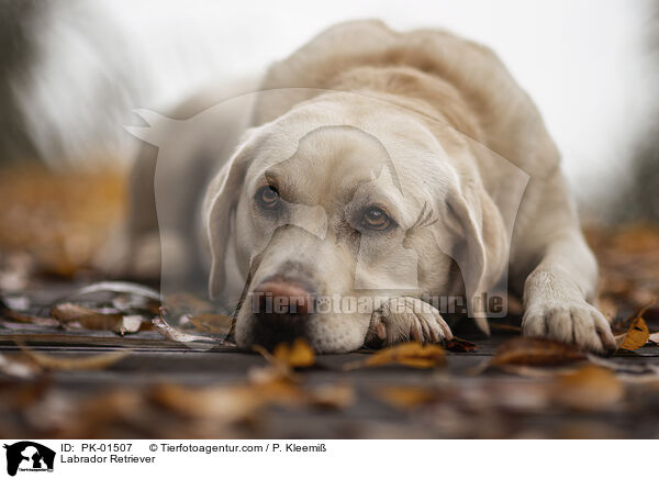 Labrador Retriever / Labrador Retriever / PK-01507