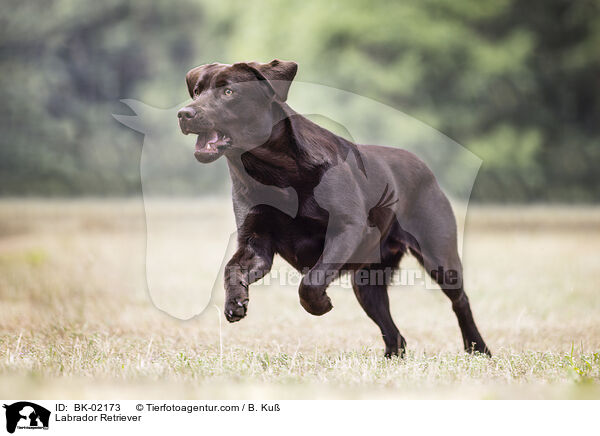 Labrador Retriever / BK-02173