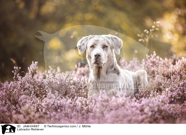 Labrador Retriever / Labrador Retriever / JAM-04897