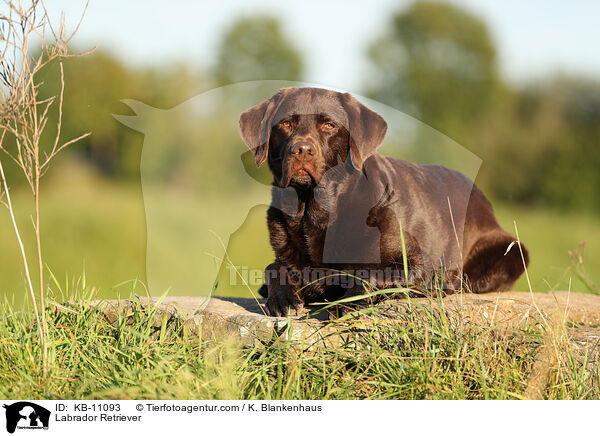 Labrador Retriever / Labrador Retriever / KB-11093