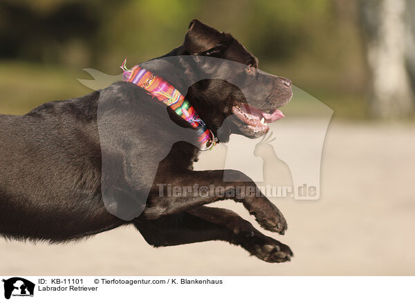 Labrador Retriever / Labrador Retriever / KB-11101