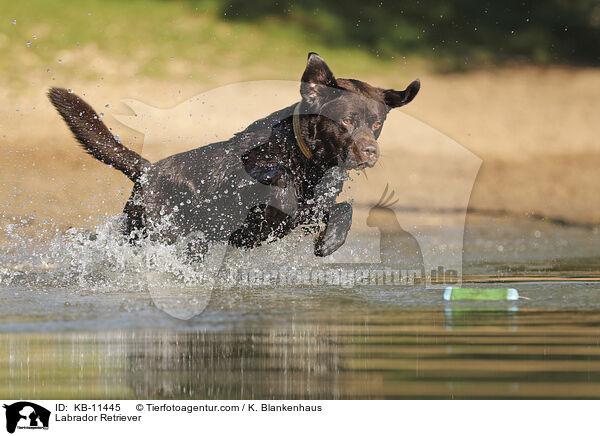 Labrador Retriever / Labrador Retriever / KB-11445