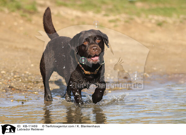 Labrador Retriever / Labrador Retriever / KB-11469