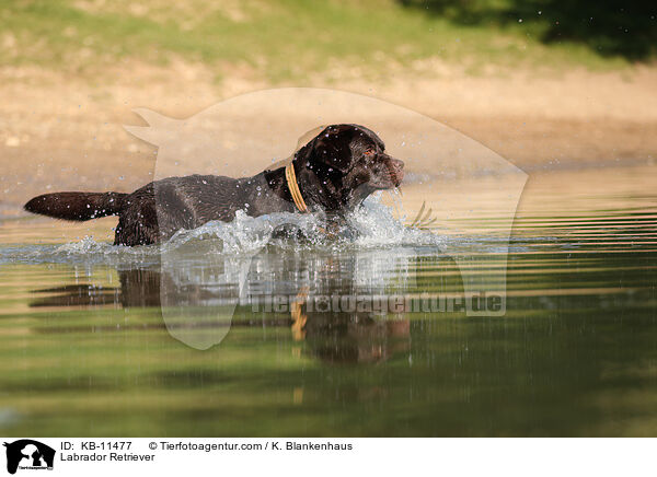 Labrador Retriever / Labrador Retriever / KB-11477