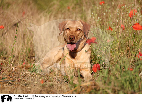 Labrador Retriever / Labrador Retriever / KB-12346