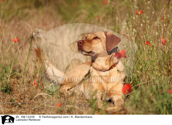 Labrador Retriever / Labrador Retriever / KB-12349