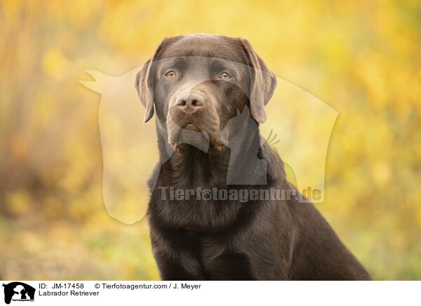 Labrador Retriever / Labrador Retriever / JM-17458