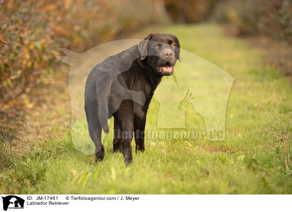 Labrador Retriever / Labrador Retriever / JM-17461