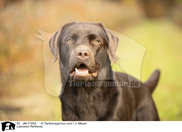 Labrador Retriever / Labrador Retriever / JM-17462